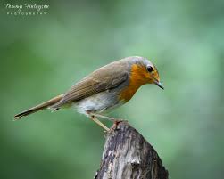 Image result for Erithacus rubecula