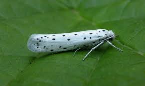 Attēlu rezultāti vaicājumam “Yponomeuta malinellus / cagnagella imago”