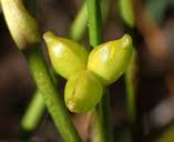 Attēlu rezultāti vaicājumam “Scheuchzeria palustris”