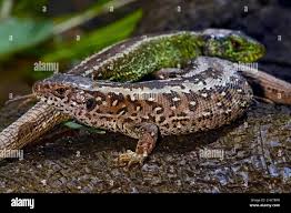 Attēlu rezultāti vaicājumam “Lacerta agilis female”