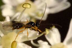 Attēlu rezultāti vaicājumam “Nematus ribesii larva”