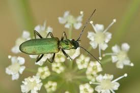 Attēlu rezultāti vaicājumam “Chrysanthia viridissima”