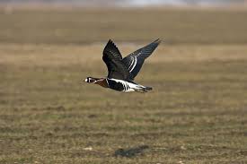 Attēlu rezultāti vaicājumam “Branta ruficollis adult”