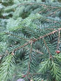 Attēlu rezultāti vaicājumam “Picea abies leaf”