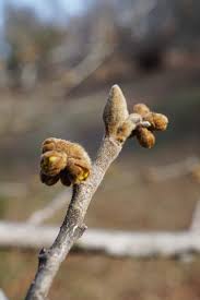 Attēlu rezultāti vaicājumam “Hamamelis mollis”