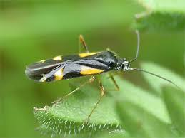 Attēlu rezultāti vaicājumam “Dryophilocoris flavoquadrimaculatus”