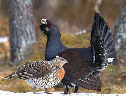 Attēlu rezultāti vaicājumam “Tetrao urogallus male”