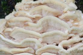 Attēlu rezultāti vaicājumam “Climacodon septentrionalis”