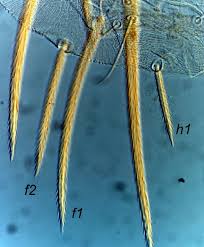 Attēlu rezultāti vaicājumam “Panonychus”