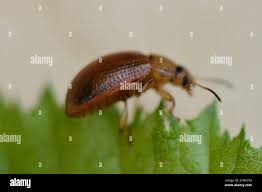 Attēlu rezultāti vaicājumam “Gonioctena”