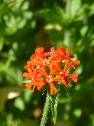 Attēlu rezultāti vaicājumam “Silene chalcedonica fruit”