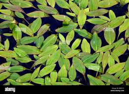 Attēlu rezultāti vaicājumam “Potamogeton gramineus”