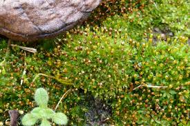 Attēlu rezultāti vaicājumam “Tortula truncata sporophyte”