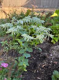 Attēlu rezultāti vaicājumam “Cystiphora sanguinea”