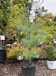 Attēlu rezultāti vaicājumam “Pinus strobus”