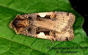 Attēlu rezultāti vaicājumam “Xestia c-nigrum”