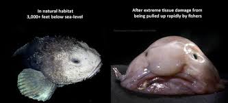 Image result for blobfish