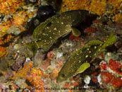 Image result for Epinephelus adscensionis