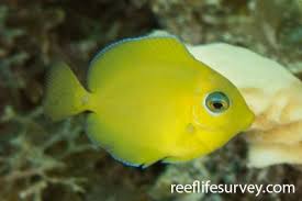 Image result for Acanthurus coeruleus