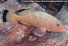 Image result for Epinephelus guttatus