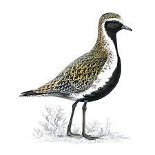 Attēlu rezultāti vaicājumam “Pluvialis apricaria”