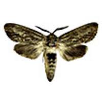 Attēlu rezultāti vaicājumam “Lamellocossus terebra”