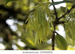 Attēlu rezultāti vaicājumam “Fraxinus pennsylvanica fruit”