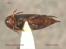 Attēlu rezultāti vaicājumam “Mordellidae”