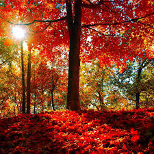 Bildergebnis für Fall…