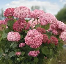 Attēlu rezultāti vaicājumam “Hydrangea arborescens”