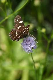 Image result for Succisella inflexa