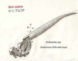Attēlu rezultāti vaicājumam “Endoceras”
