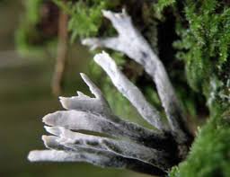 Attēlu rezultāti vaicājumam “Xylaria”