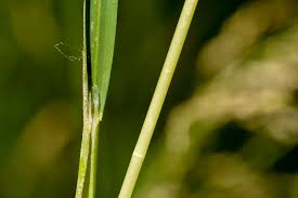 Attēlu rezultāti vaicājumam “Glyceria striata leaf”