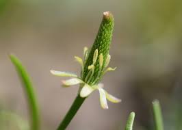 Attēlu rezultāti vaicājumam “Myosurus minimus flower”