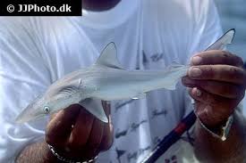 Image result for Carcharhinus obscurus