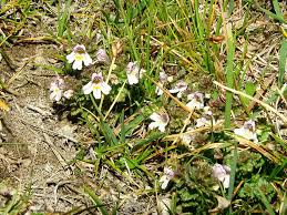 Attēlu rezultāti vaicājumam “Euphrasia”