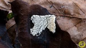 Attēlu rezultāti vaicājumam “Physarum conglomeratum”