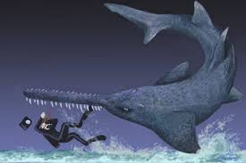 Image result for Pristis pristis