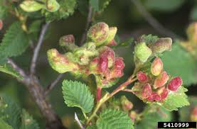 Attēlu rezultāti vaicājumam “Tetraneura ulmi”