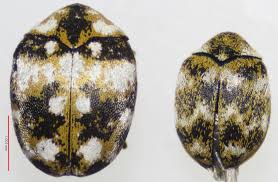 Attēlu rezultāti vaicājumam “Anthrenus sp.”