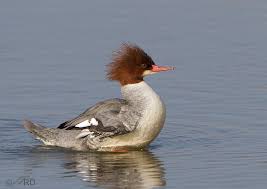Attēlu rezultāti vaicājumam “Mergus merganser female”