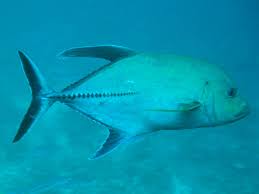 Image result for Caranx lugubris