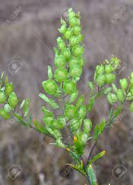 Attēlu rezultāti vaicājumam “Thlaspi arvense”