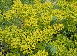 Image result for Wolfsmilch