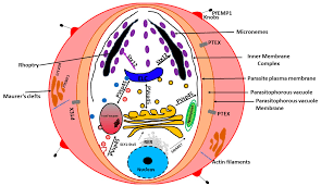 Attēlu rezultāti vaicājumam “Enteridium variabile plasmodium”