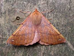 Attēlu rezultāti vaicājumam “Colotois pennaria”