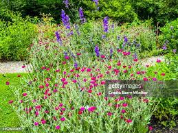 Image result for Lychnis coronaria alba