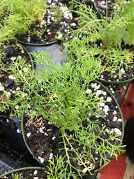 Attēlu rezultāti vaicājumam “Matricaria chamomilla”