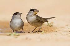 Attēlu rezultāti vaicājumam “Sylvia atricapilla male”